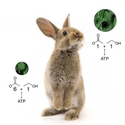 Clostridium autoethanogenum was originally discovered in rabbit droppings